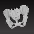 pelvic-bone2.jpg pelvic bone