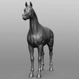 1.jpg Horse Breeds Collection