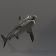 u0012.png Shark photorealistic- rigged stl included