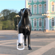 Foto-Perro-2.png Dog/Cat Leg Prosthesis - Leg prosthesis for dog/cat