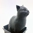 vertigo2.jpg Free STL file Schrodinky! British Shorthair Cat Sitting In A Box(single extrusion version)・3D printer design to download, loubie