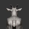 goat12.jpg Goat 3D print model