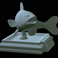 zander-open-mouth-tocenej-29.png fish zander / pikeperch / Sander lucioperca trophy statue detailed texture for 3d printing