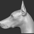2.jpg Dobermann head for 3D printing