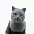 vertigo1.jpg Schrodinky! British Shorthair Cat Sitting In A Box(single extrusion version)
