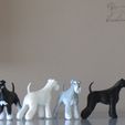 SailorTheMiniSchnauzerDemoPrints1.jpg Sailor - Miniature Schnauzer