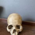 371318989_6905640036135946_418753414810755733_n.jpg Realistic skull (actual scan of real skull)