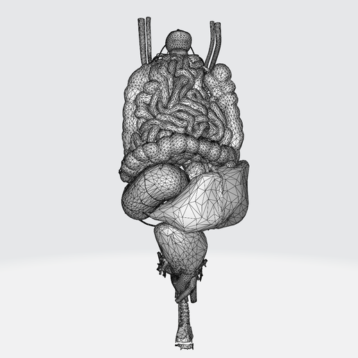 GUT abdomen_anatomy STOMACH LIVER COLON Trachea UTERUS ANATOMY Human Female Skull Skeleton 0