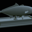 Greater-Amberjack-statue-38.png fish greater amberjack / Seriola dumerili statue detailed texture for 3d printing