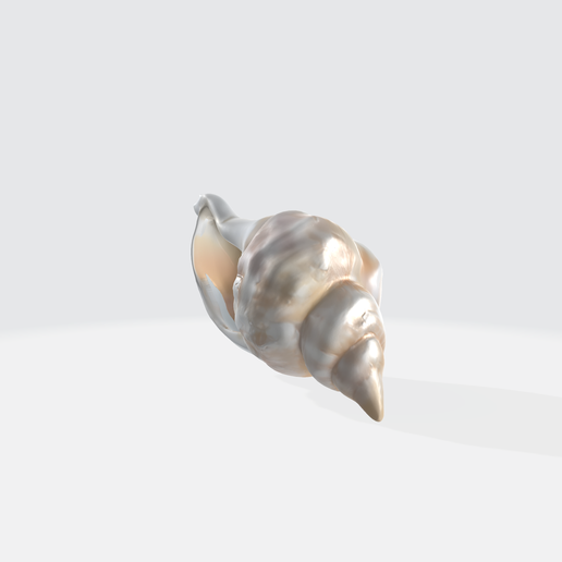 🐚 Realistic Seashell 3D Model - Conch Shell Asset・ 3D File for 3D ...