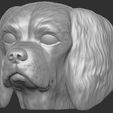 12.jpg Spaniel Cavalier dog head for 3D printing
