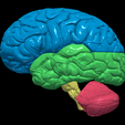 5.PNG.c898c077ca4c1e4e3adffc4ed1d02849.png 3D Model of Human Brain