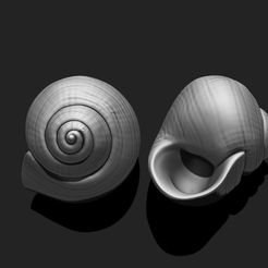 01_shell-4-3d-print-aquarium-3d-model-obj-fbx-stl.jpg Shell 4 - 3D Print - Aquarium - Sea Life