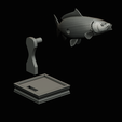 common-carp-trophy-2-2-1-23.png COMMON CARP (CYPRINUS CARPIO) fish in motion trophy statue detailed texture for 3d printing