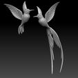 6867978.jpg colibri humming bird