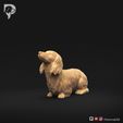 Dachshund-Miniature-Long-Haired-Pose-08-Dog-3D-Print-9s.jpeg Dachshund Miniature Long Haired Pose 08