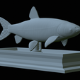 Grass-carp-statue-27.png fish grass carp / Ctenopharyngodon idella statue detailed texture for 3d printing