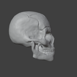 skull-4.png skull
