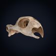 Textured-cults___0006.jpg Realistic Turtle Skull 3D Printable Model