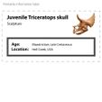 Triceratops_juvenile_label.jpg Triceratops juvenile: Dinosaur Skull