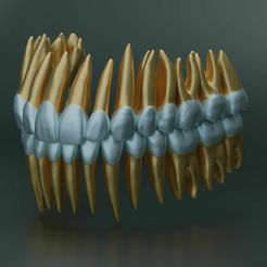 dental-anatomy-and-root-structures-3d-model-0b9da82420.jpg Fichier 3D Anatomie dentaire et structures radiculaires・Plan pour impression 3D à télécharger