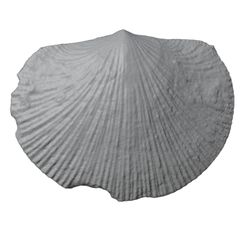 G188a.jpg STL file Ordovician brachiopod 1・3D print design to download