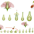 Flower_Render_3.png Parts of A Flower - Ovary Stages