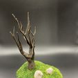 IMG_0472.jpg Twisted Wasteland Trees - Terreno de fantasía modular para miniaturas de mesa