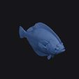 harmands_sole_0003.jpg Harmands Sole