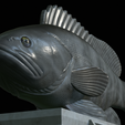 White-grouper-statue-27.png fish white grouper / Epinephelus aeneus statue detailed texture for 3d printing