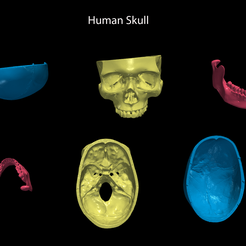 13.png Archivo STL Cráneo humano 3D - Tapa, Mandíbula・Diseño imprimible en 3D para descargar