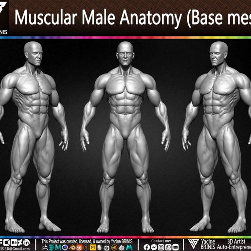 💪 Muscular Basemesh Human Anatomy・ OBJ File for 3D printing・Cults