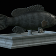 White-grouper-statue-12.png fish white grouper / Epinephelus aeneus statue detailed texture for 3d printing
