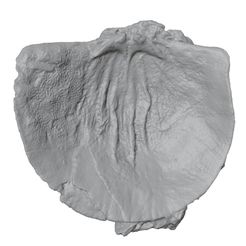 G179a.jpg STL file Ordovician brachiopod 24・Model to download and 3D print