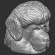 17.jpg Tibetan Mastiff dog head for 3D printing