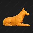 1718-Belgian_Shepherd_Dog_Malinois_Pose_08.jpg Belgian Shepherd Dog Malinois Dog 3D Print Model Pose 08
