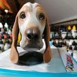 Basset Hound