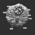 720X720-spiderlegs.jpg Crystal Spiders (pre-supported)