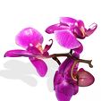 1.jpg Orquídea Pink Phalaenopsis Orchid FLOWER Kasituny Orchid 3D MODEL butterfly Orquídea rosada ROSSE CHARMANDER BULBASAUR