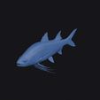 giant_african_threadfin_0015.jpg Giant African Threadfin