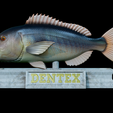 Dentex-mouth-statue-25.png fish Common dentex / dentex dentex open mouth statue detailed texture for 3d printing