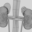 w6.jpg Genito-urinary tract male 3D model 3D model