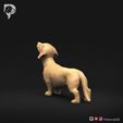Dachshund-Smooth-Haired-Pose-02-Dog-3D-Print-6s.jpeg Teckel à poil lisse Pose 02