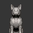 boston-terrier14.jpg boston terrier 3D print model