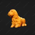 1073-Basset_Griffon_Vendeen_Petit_Pose_09.jpg Basset Griffon Vendeen Petit Dog 3D Print Model Pose 09