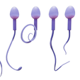 R4.png Sperm Morphology: Normal and Abnormal