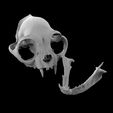 untitled.37.jpg Cat skull