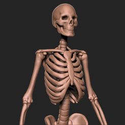 Mejores archivos gratuitos de impresión 3D Anatomía・170 modelos para  descargar・Cults