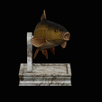 common-carp-trophy-2-2-1-4.png COMMON CARP (CYPRINUS CARPIO) fish in motion trophy statue detailed texture for 3d printing