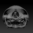 1-3.jpg Turtle_Head_Skull